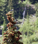 Clarks Nutcracker 3576